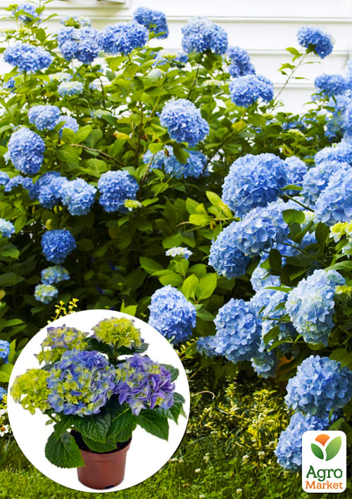 LMTD Гортензия крупнолистная цветущая 2-х летняя Early Blue (20-30см)
LMTD Гортензия крупнолистная цветущая 2-х летняя Early Blue (20-30см)