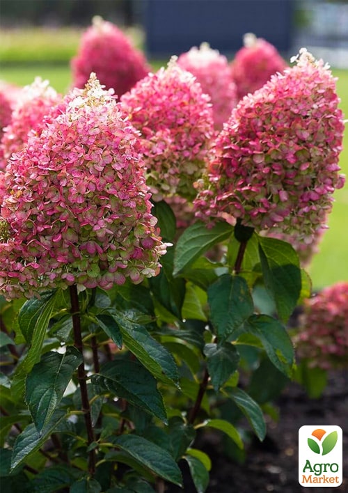 Эксклюзив! Гортензия метельчатая бело-розовая Сладкая конфетка (Sweet Candy) (неприхотливый сорт)
Эксклюзив! Гортензия метельчатая бело-розовая Сладкая конфетка (Sweet Candy) (неприхотливый сорт)