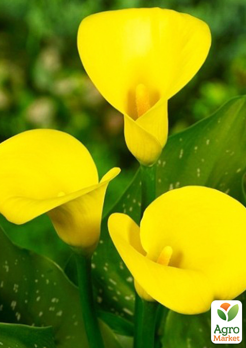 Калла Gold Medal
Калла Gold Medal