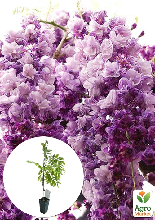 LMTD Вістерія (гліцинія) Black Dragon 2-х річна (висота 50-70см)
LMTD Вістерія (гліцинія) Black Dragon 2-х річна (висота 50-70см)