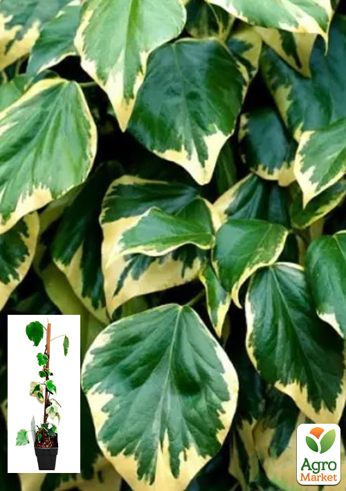 LMTD Плющ Dentata Variegata (висота 60-70см)
LMTD Плющ Dentata Variegata (висота 60-70см)