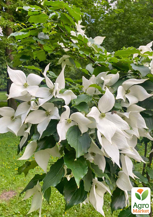 Дерен Коуза (Cornus kousa) Кизил Японський
Дерен Коуза (Cornus kousa) Кизил Японський