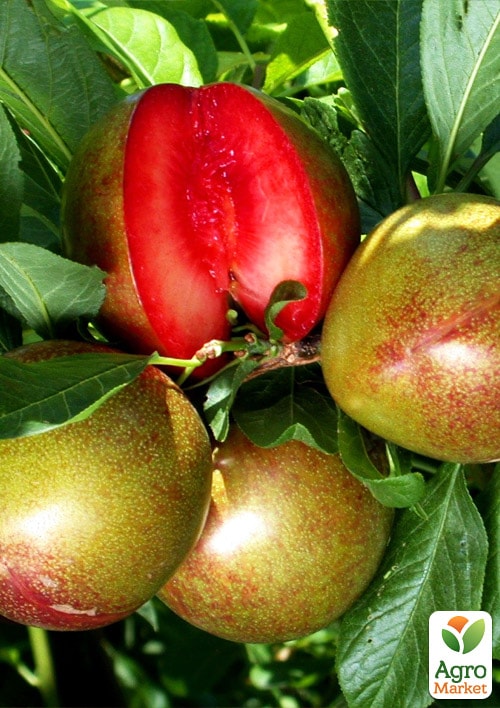 Слива Кримсон Гло (Crimson Glo) (летний сорт, средний срок созревания)
Слива Кримсон Гло (Crimson Glo) (летний сорт, средний срок созревания)