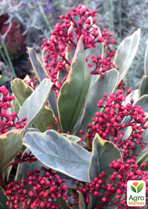 LMTD Скіммія японська Perosa висота рослини 20-30см
LMTD Скіммія японська Perosa висота рослини 20-30см