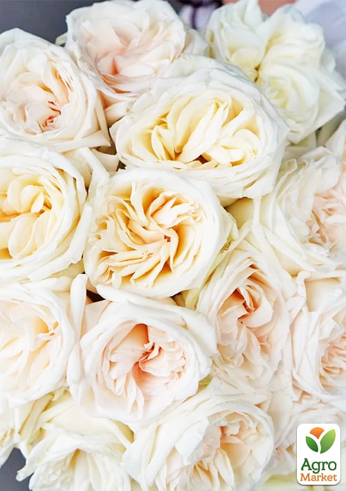 Роза кустовая Вайт Охара (саженец класса АА+) высший сорт
Роза кустовая Вайт Охара (саженец класса АА+) высший сорт