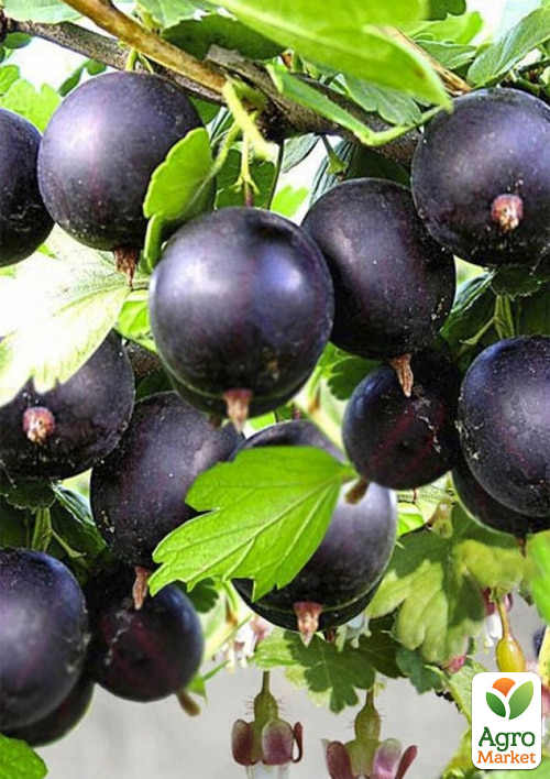 Аґрус на штамбі Чорномор 
Аґрус на штамбі Чорномор