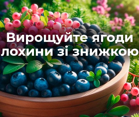 Вирощуйте ягоди лохини зі знижкою!