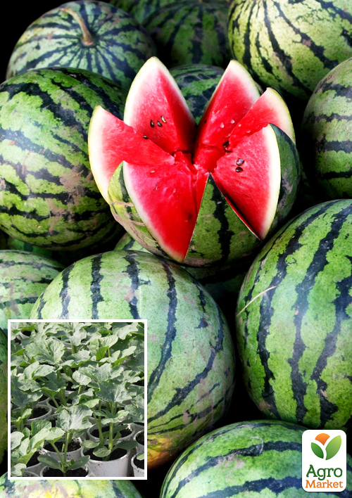 Рассада Арбуз «Мэдисон F1» (фермерское взращивание), 1шт в упаковке
Рассада Арбуз «Мэдисон F1» (фермерское взращивание), 1шт в упаковке