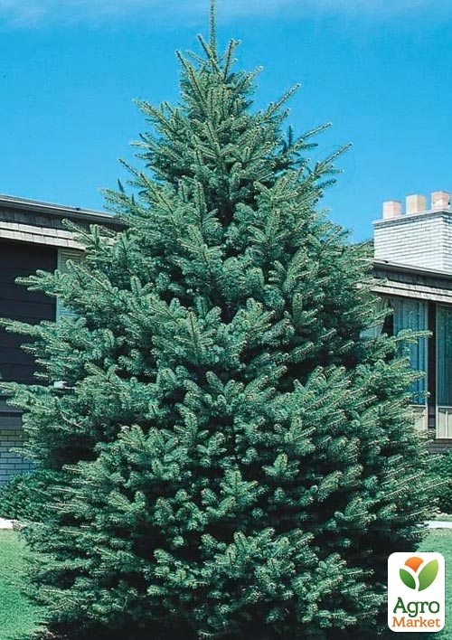 Ель канадская густая Densata (Чёрная Ель) горшок P9
Ель канадская густая Densata (Чёрная Ель) горшок P9
