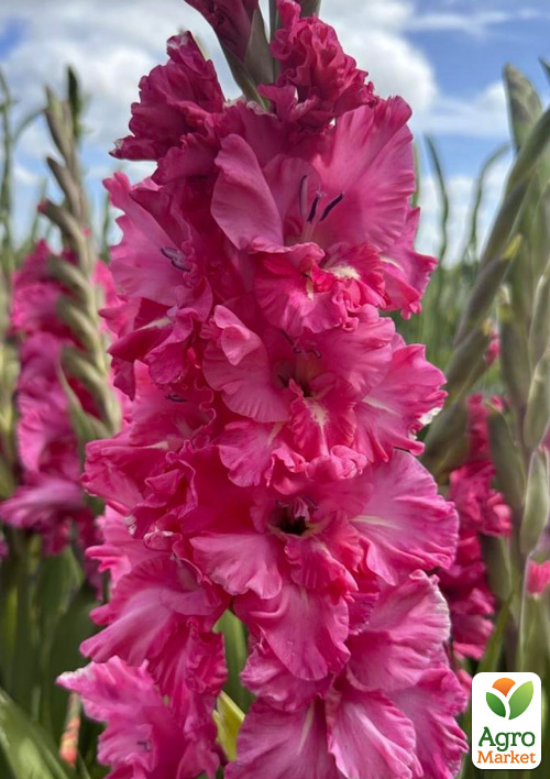 Гладиолус Kingston Ruffle
Гладиолус Kingston Ruffle