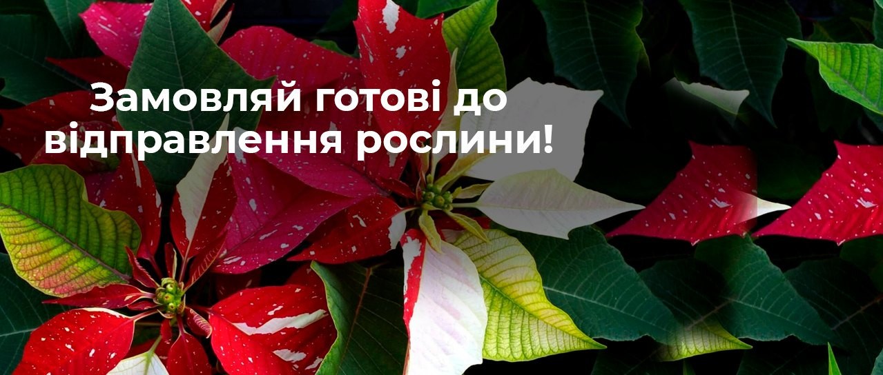 Рослини готові до відправки!