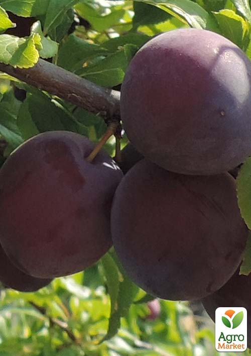 Абрикос Монарези (Черный) (летний сорт, поздний срок созревания)
Абрикос Монарези (Черный) (летний сорт, поздний срок созревания)