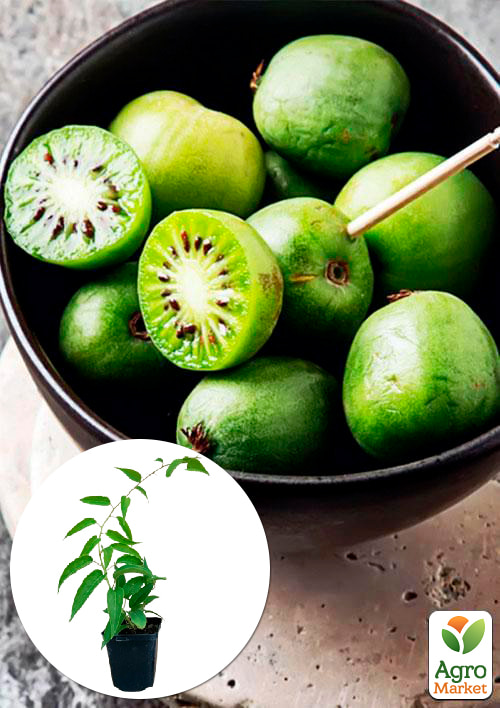 Актинидия Фигурная (мини-киви, морозостойкий сорт, поздний срок созревания)
Актинидия Фигурная (мини-киви, морозостойкий сорт, поздний срок созревания)