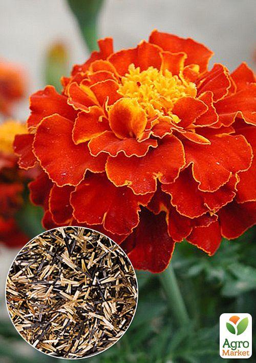 На развес Бархатцы Кармен ТМ Весна цена за 2г
На развес Бархатцы Кармен ТМ Весна цена за 2г