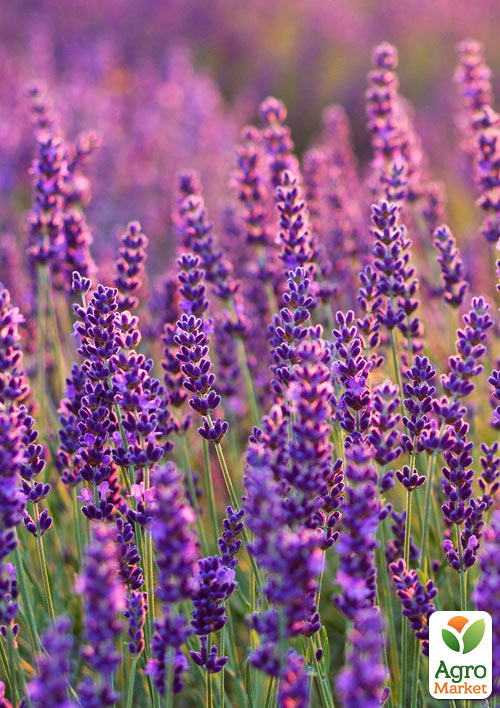 Лаванда английская узколистная Фолгейт (Folgate)
Лаванда английская узколистная Фолгейт (Folgate)