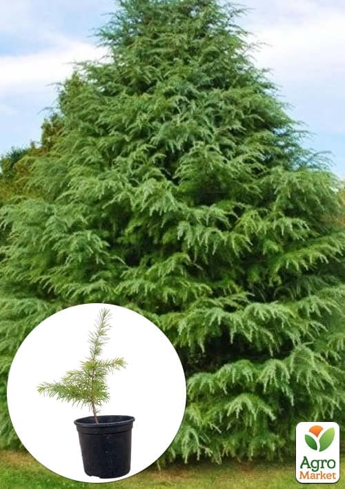 Кедр Гималайский (Cedrus Deodara) С2, высота 30-40 см
Кедр Гималайский (Cedrus Deodara) С2, высота 30-40 см