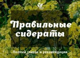 Повний список сидератів, рекомендації щодо посіву - Agro-Market