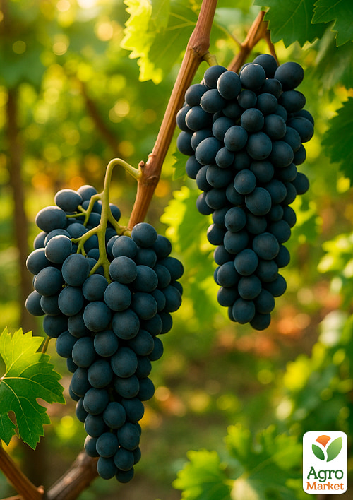 Виноград Черная вишня
Виноград Черная вишня