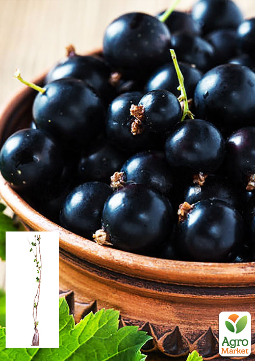 Смородина черная 2х летняя Черный Бумер (ранний срок созревания, вкус один из лучших среди крупноплодных)
Смородина черная 2х летняя Черный Бумер (ранний срок созревания, вкус один из лучших среди крупноплодных)