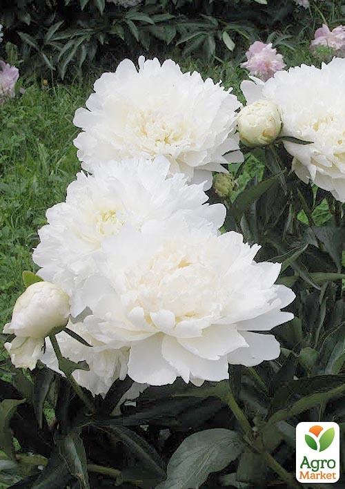 Півонія трав'яниста Галина Уланова 1шт в упаковці
Півонія трав'яниста Галина Уланова 1шт в упаковці