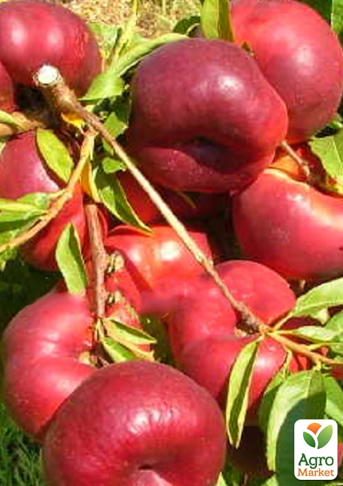 Инжирный нектарин пирамидальный Месембрине (Mesembrine)
Инжирный нектарин пирамидальный Месембрине (Mesembrine)