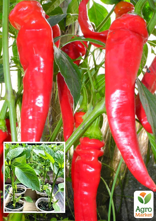Рассада Перець гострий «Бараній Ріг» (фермерське вирощування), 1шт в упаковці
Рассада Перець гострий «Бараній Ріг» (фермерське вирощування), 1шт в упаковці