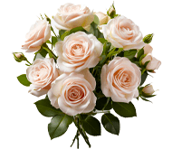 Мускусные Мускусные