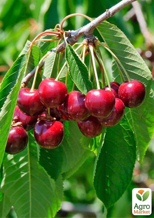 Черешня Простір (літній сорт, середній термін дозрівання)
Черешня Простір (літній сорт, середній термін дозрівання)