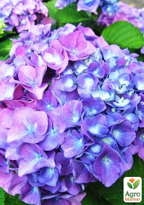 Гортензия крупнолистная Yola
Гортензия крупнолистная Yola