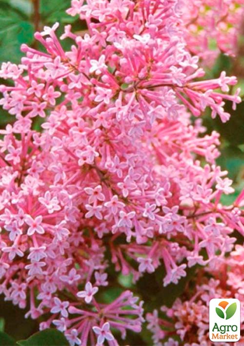 Сирень розовая Пинк Парфюм (Pink Parfume)
Сирень розовая Пинк Парфюм (Pink Parfume)