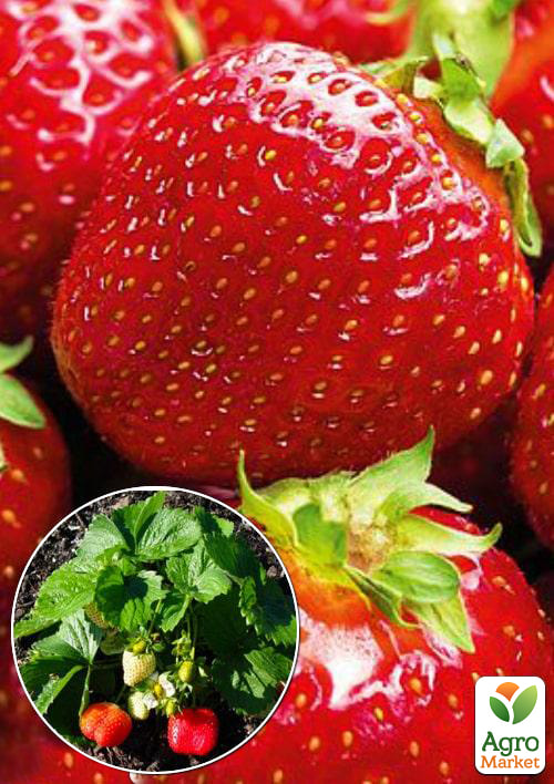 Эксклюзив! Клубника тёмно-красная Мисс Вселенная (Miss Universe) (премиальный, один из самых крупноплодных сортов)
Эксклюзив! Клубника тёмно-красная Мисс Вселенная (Miss Universe) (премиальный, один из самых крупноплодных сортов)