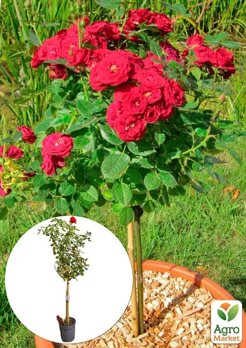 LMTD Роза на штамбе 5-и летняя Royal Red (укорененный саженец в горшке, высота130-150см)
LMTD Роза на штамбе 5-и летняя Royal Red (укорененный саженец в горшке, высота130-150см)