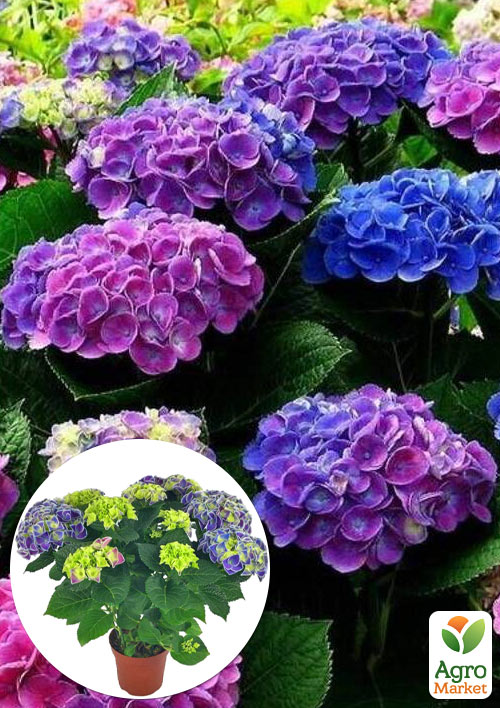 LMTD Гортензія крупнолиста квітуча 3-х річна Chameleon (25-40см)
LMTD Гортензія крупнолиста квітуча 3-х річна Chameleon (25-40см)