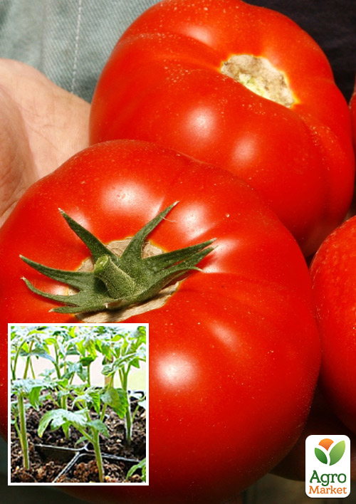 Розсада Томат «Махітос F1» (фермерське вирощування), 1шт в упаковці
Розсада Томат «Махітос F1» (фермерське вирощування), 1шт в упаковці
