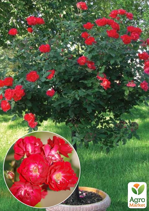 Троянда штамбова Спрей Fairy Dance (саджанець класу АА+) вищий сорт
Троянда штамбова Спрей Fairy Dance (саджанець класу АА+) вищий сорт