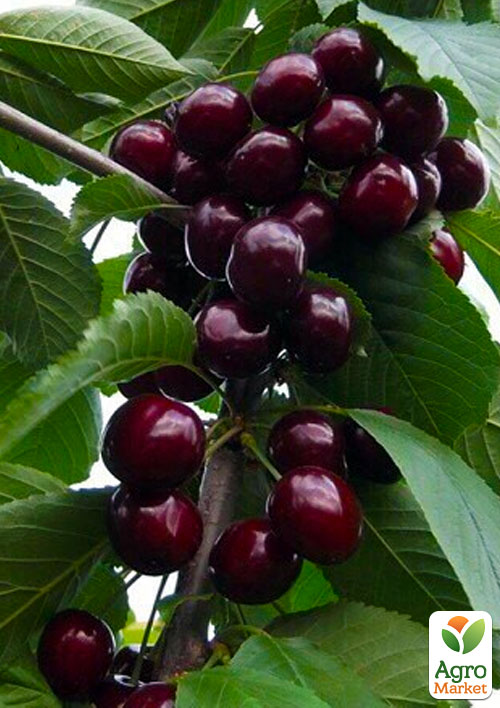 Эксклюзив! Вишня темно-бордовая Каприз Императрицы (Caprice of the Empress) (премиальный крупноплодный сорт, неприхотливая)
Эксклюзив! Вишня темно-бордовая Каприз Императрицы (Caprice of the Empress) (премиальный крупноплодный сорт, неприхотливая)
