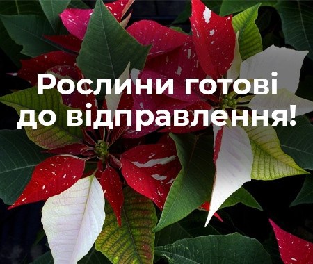 Рослини готові до відправки!
