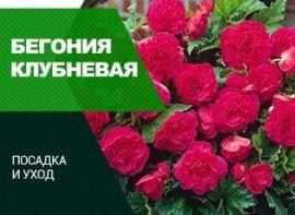 Бегонія бульбова: посадка та догляд - корисні статті про садівництво від Agro-Market