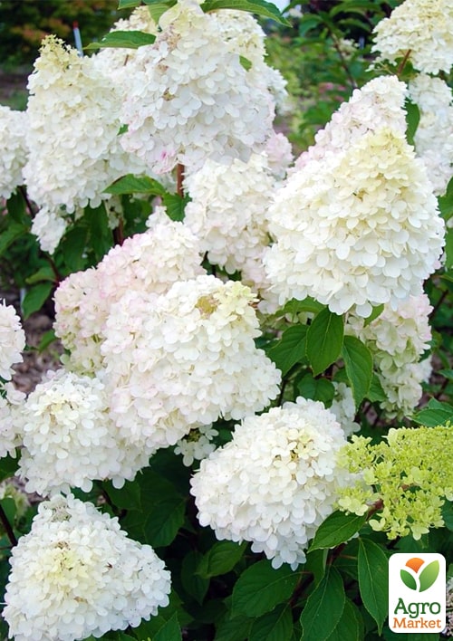 Гортензия метельчатая Diamantino (контейнер P9)
Гортензия метельчатая Diamantino (контейнер P9)