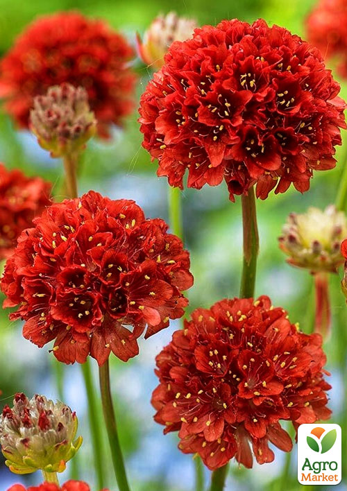 Армерія приморська Ballerina Red
Армерія приморська Ballerina Red