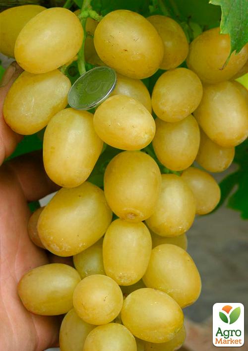 Виноград Злато (очень ранний срок созревания)
Виноград Злато (очень ранний срок созревания)