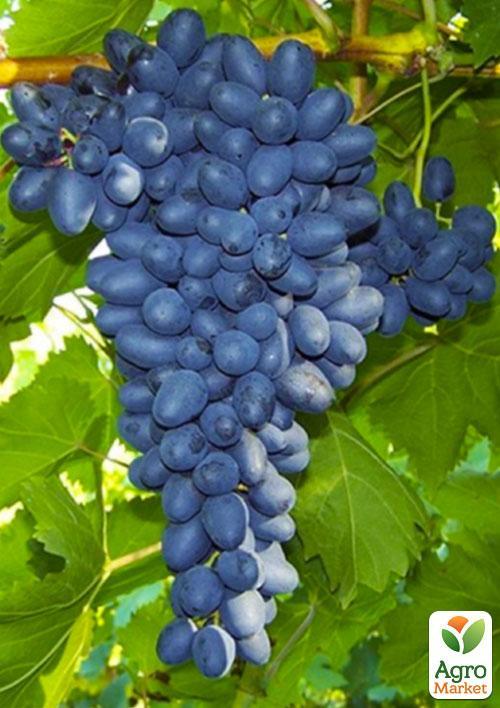 Ексклюзив! Виноград кишмиш Європейська гордість (преміальний безсемянний сорт)
Ексклюзив! Виноград кишмиш Європейська гордість (преміальний безсемянний сорт)