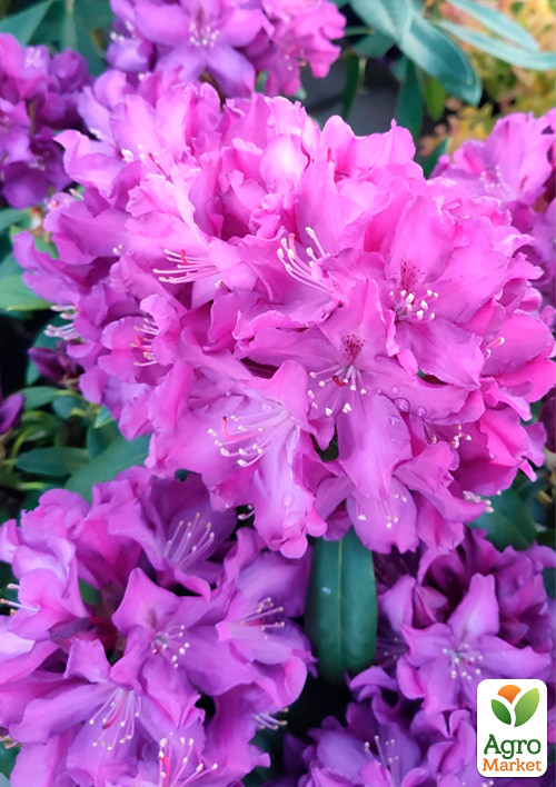 Рододендрон гібридний Boleslaw Chrobry
Рододендрон гібридний Boleslaw Chrobry