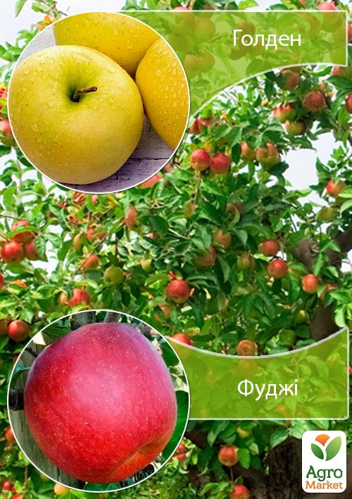 Дерево-сад Яблоня Голден+Фуджи
Дерево-сад Яблоня Голден+Фуджи