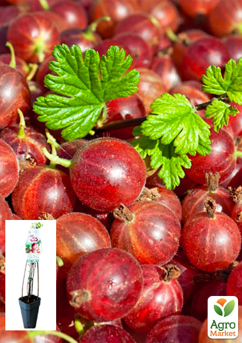 LMTD Аґрус Hinnonmaki Red (сортовий, укорінений)
LMTD Аґрус Hinnonmaki Red (сортовий, укорінений)