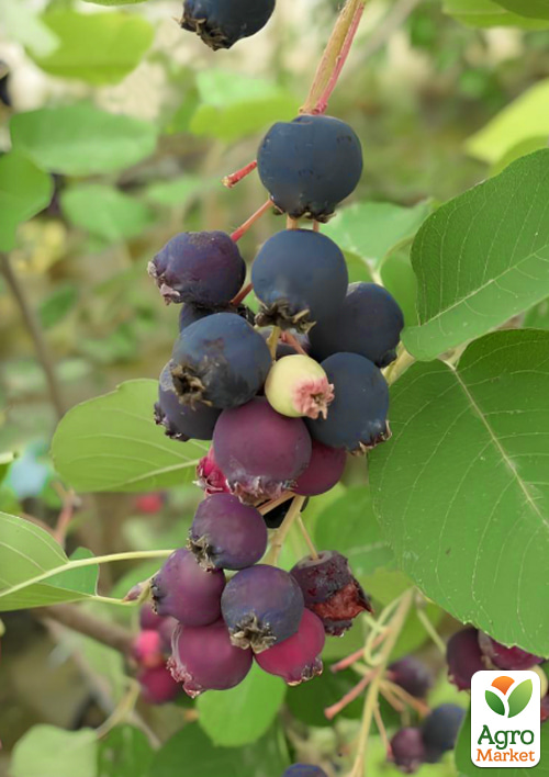 Ирга 2-летняя ольхолистная Thiessen (укоренённая в контейнере)
Ирга 2-летняя ольхолистная Thiessen (укоренённая в контейнере)