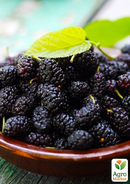 Шелковица крупноплодная Шелли (летний сорт, ранний срок созревания)
Шелковица крупноплодная Шелли (летний сорт, ранний срок созревания)