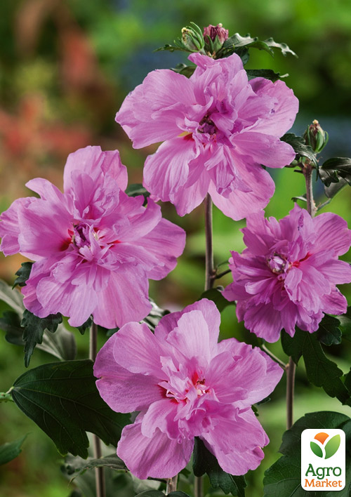 Гібіскус махровий сирійський Ardens
Гібіскус махровий сирійський Ardens