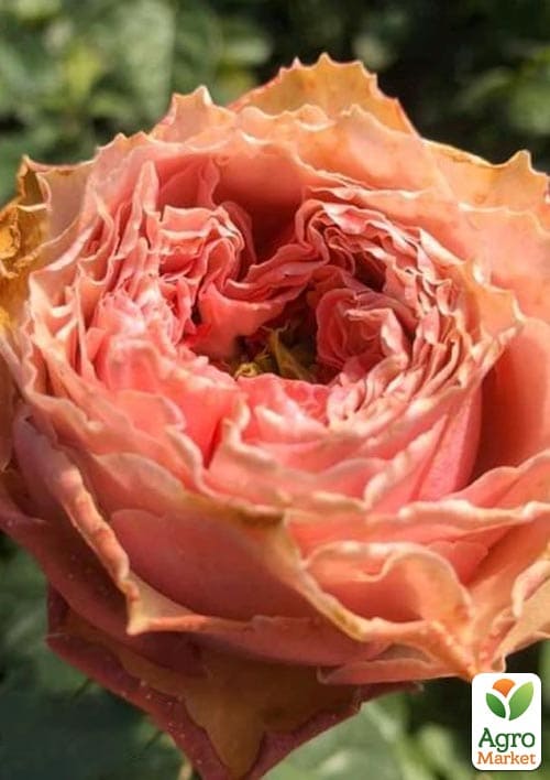 Роза штамбовая Каралуна (Caraluna) (саженец класса АА+)
Роза штамбовая Каралуна (Caraluna) (саженец класса АА+)