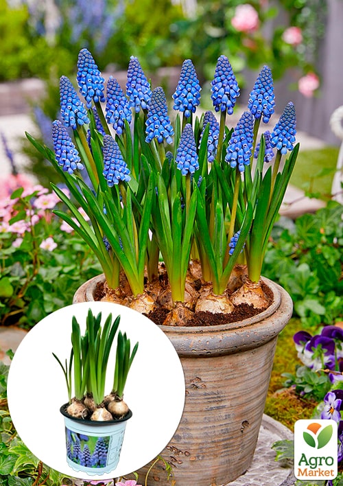 Мускари Big Smile укорененные
Мускари Big Smile укорененные